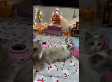 【ペット物語】ラグドール王国ライブ配信ハイライト #shorts #ラグドール #子猫