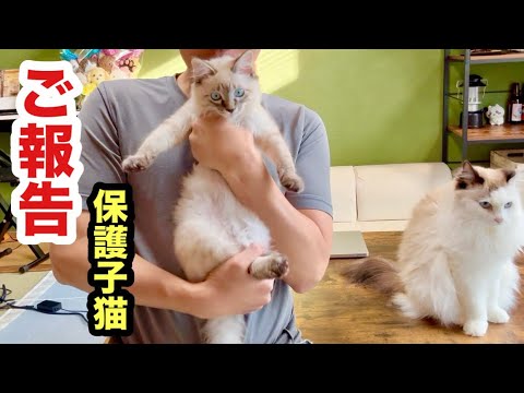 保護子猫の嬉しいご報告があります