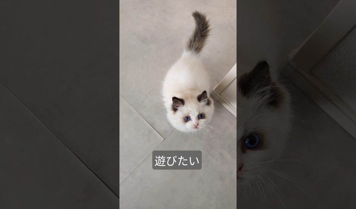 #shorts #ラグドール #子猫 #猫のいる生活 #甘えん坊猫 #ぬいぐるみ猫