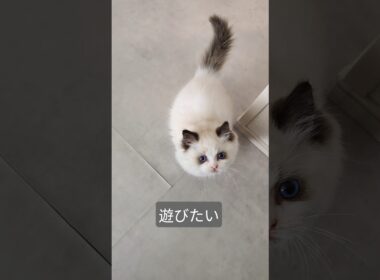 #shorts #ラグドール #子猫 #猫のいる生活 #甘えん坊猫 #ぬいぐるみ猫