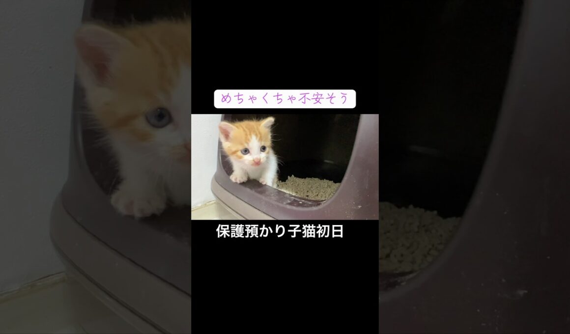 保護預り子猫初日、めちゃくちゃ不安そうな子猫 #cat  #猫  #ねこ  #保護猫 #cute #猫のいる暮らし #kitten #子猫 #shorts  #こねこ
