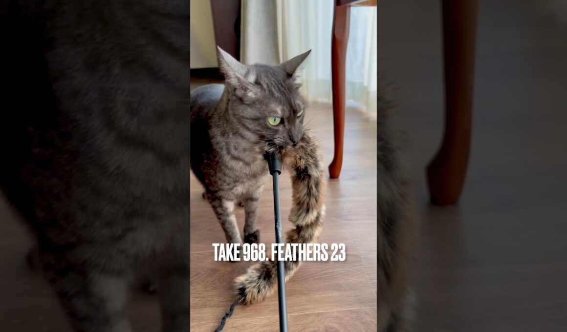 #猫鳴き声 #猫じゃらし #何が言いたいんだ #egyptianmaucat #エジプシャンマウスモーク #エジプシャンマウ #エジプシャンマウの仲間たち #猫あるある #遊ぶ猫 #shorts