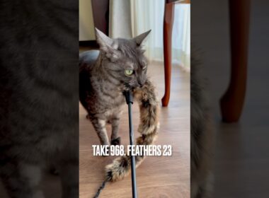 #猫鳴き声 #猫じゃらし #何が言いたいんだ #egyptianmaucat #エジプシャンマウスモーク #エジプシャンマウ #エジプシャンマウの仲間たち #猫あるある #遊ぶ猫 #shorts