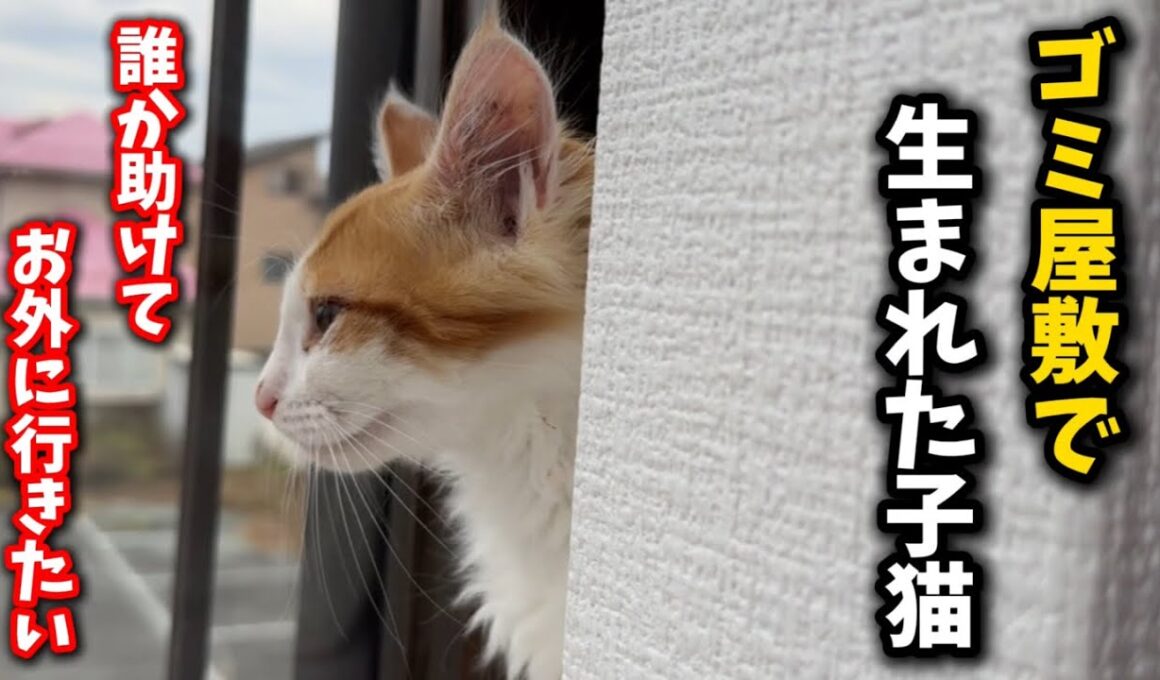 外を眺めては鳴き叫ぶゴミ屋敷生まれの子猫の姿