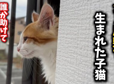 外を眺めては鳴き叫ぶゴミ屋敷生まれの子猫の姿
