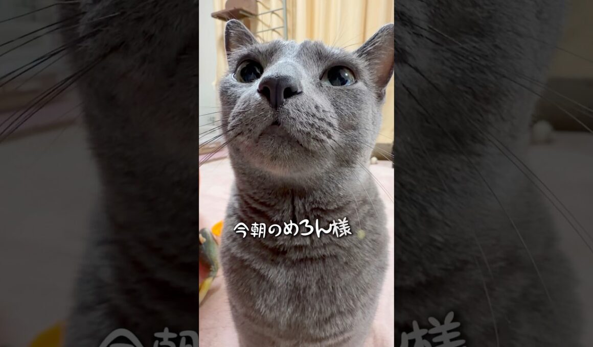 【ロシアンブルー】今朝のめろん〜ちとおとなしめのおねだりかな?🤭【猫】#shorts