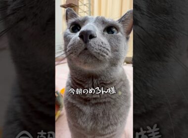 【ロシアンブルー】今朝のめろん〜ちとおとなしめのおねだりかな?🤭【猫】#shorts