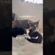 妊婦保護猫のソイ🤎産後９４日目vlog｜子猫たちの甘える姿とソイのママな優しい姿に癒される🫶毎日すべての瞬間がかわいい　#cat #妊娠猫 #保護猫 #子猫の成長記録 #猫の出産