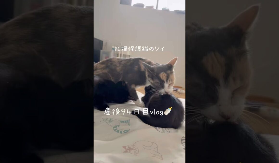 妊婦保護猫のソイ🤎産後９４日目vlog｜子猫たちの甘える姿とソイのママな優しい姿に癒される🫶毎日すべての瞬間がかわいい　#cat #妊娠猫 #保護猫 #子猫の成長記録 #猫の出産