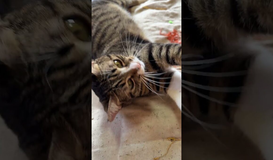 ネコジャラシ。キジシロのルル、シャムの雫の真ん中にやると、お互いにせず。境界線があるようだ