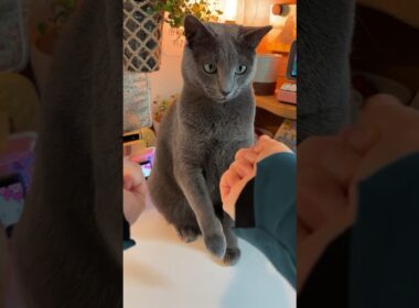 고양이 때문에 군기가 바짝 든 집사 #cat #야바위