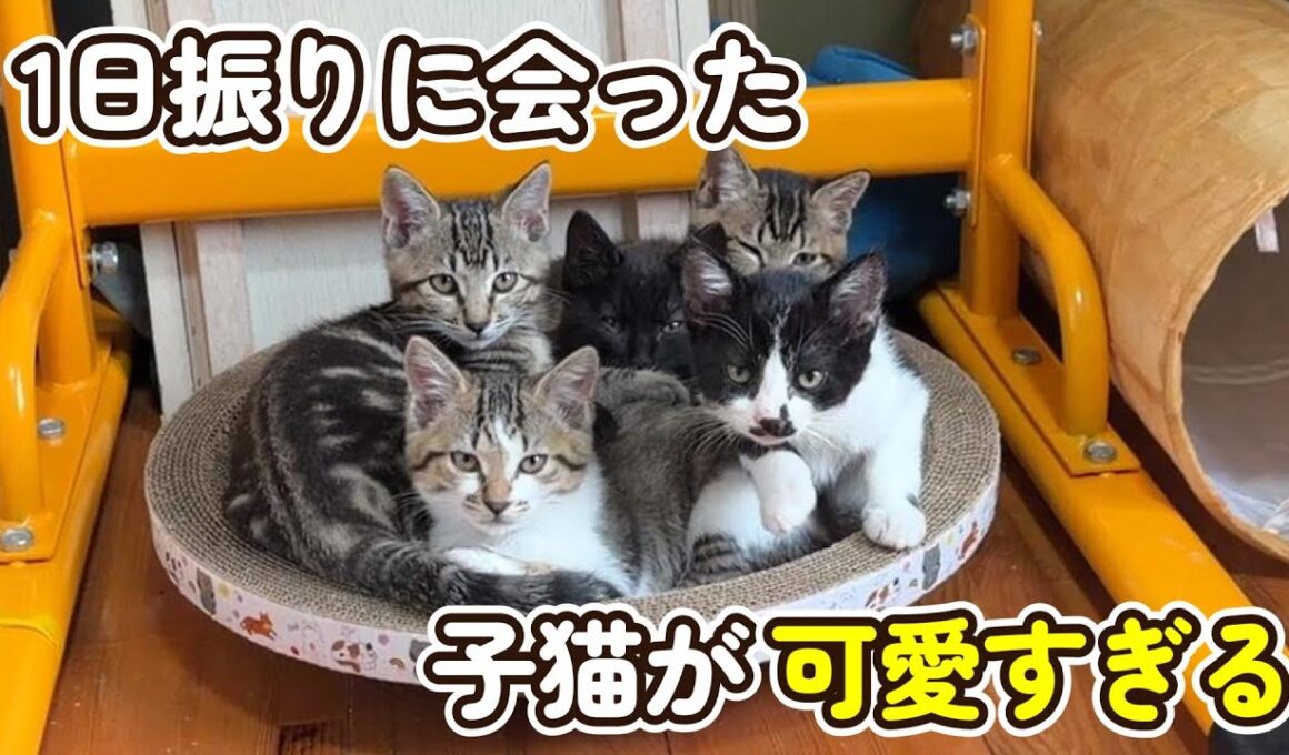 【感動の再会？】一日ぶりの子猫の反応が可愛すぎます