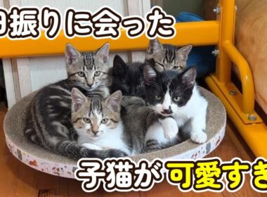 【感動の再会？】一日ぶりの子猫の反応が可愛すぎます