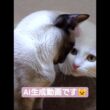 ちょこさん😺先代の白猫ここちゃんと鼻ちゅうする #シャム猫 #たぬき猫 #白猫 #ai生成動画 #ねこのいる生活