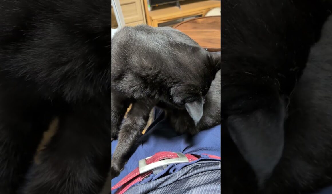 【猫】膝の上に乗るウー君(次男) 2025/08/22【ボンベイ】#shorts