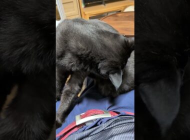 【猫】膝の上に乗るウー君(次男) 2025/08/22【ボンベイ】#shorts