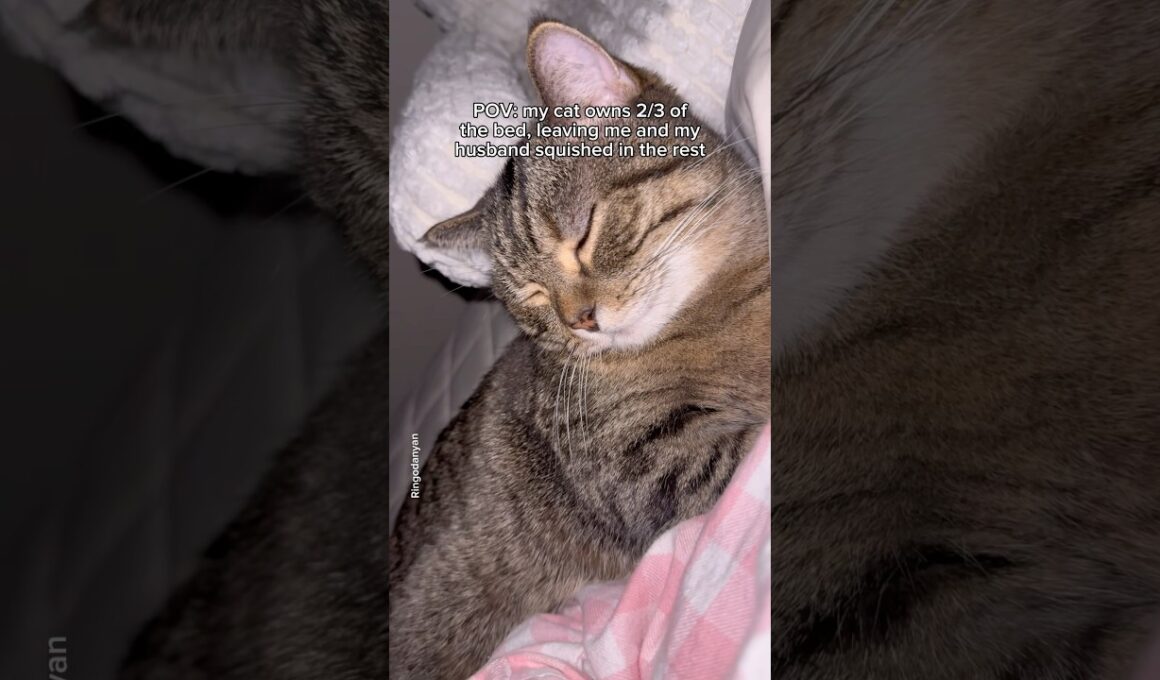 Oh, and my cat’s using my pillow too!❤️ #shorts #cat #funny