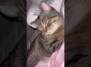 Oh, and my cat’s using my pillow too!❤️ #shorts #cat #funny