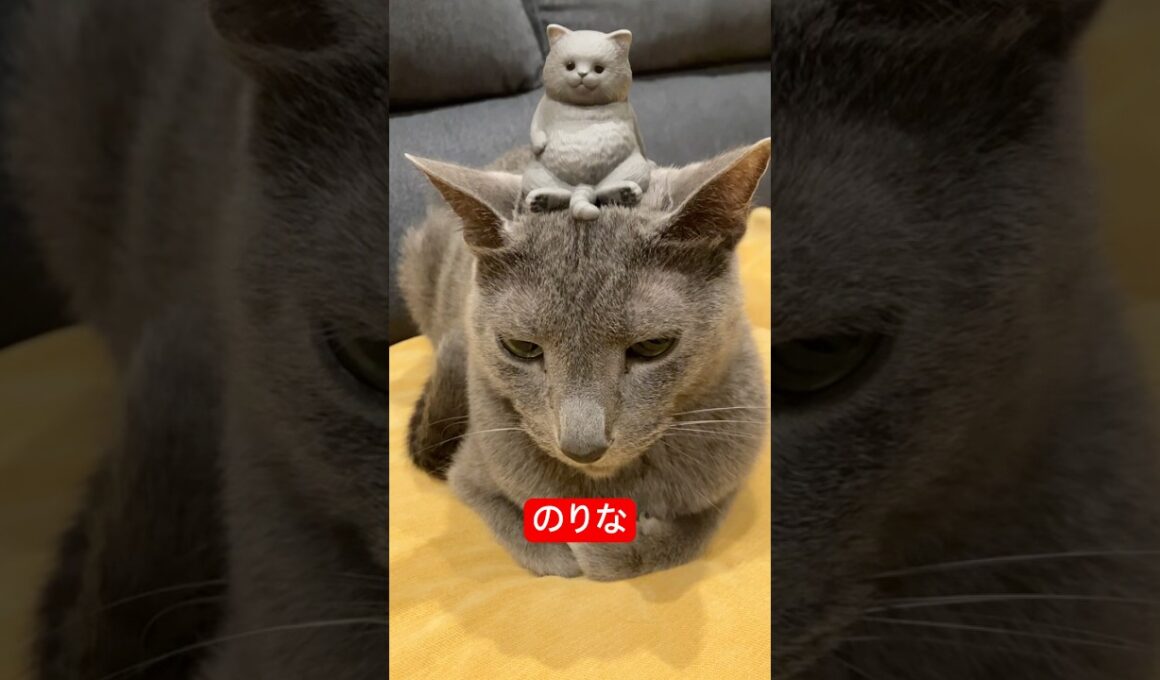 バランス感覚いい猫#ロシアンブルー #猫 #cat