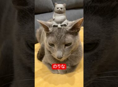 バランス感覚いい猫#ロシアンブルー #猫 #cat