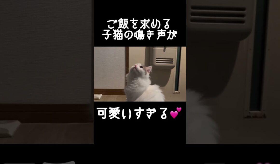 ご飯を求める子猫の鳴き声が可愛すぎると話題 #スコティッシュフォールド #猫 #長毛猫