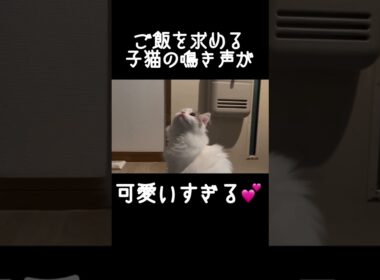 ご飯を求める子猫の鳴き声が可愛すぎると話題 #スコティッシュフォールド #猫 #長毛猫