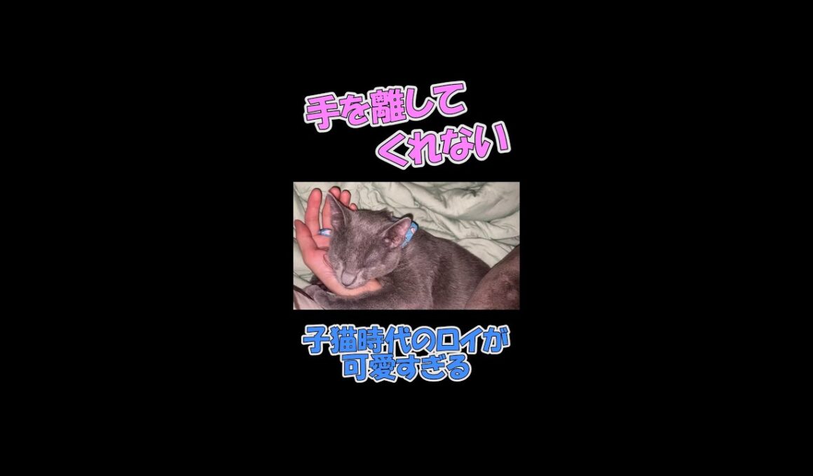 手を放してくれない子猫 #Shorts