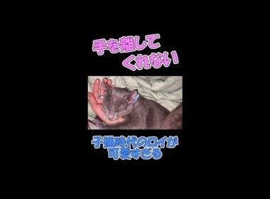 手を放してくれない子猫 #Shorts