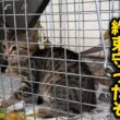 ゴミ屋敷に残された子猫を緊急保護しました