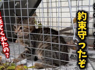 ゴミ屋敷に残された子猫を緊急保護しました