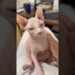 可愛い座り方で甘える猫アレクサンドラ【スフィンクス】