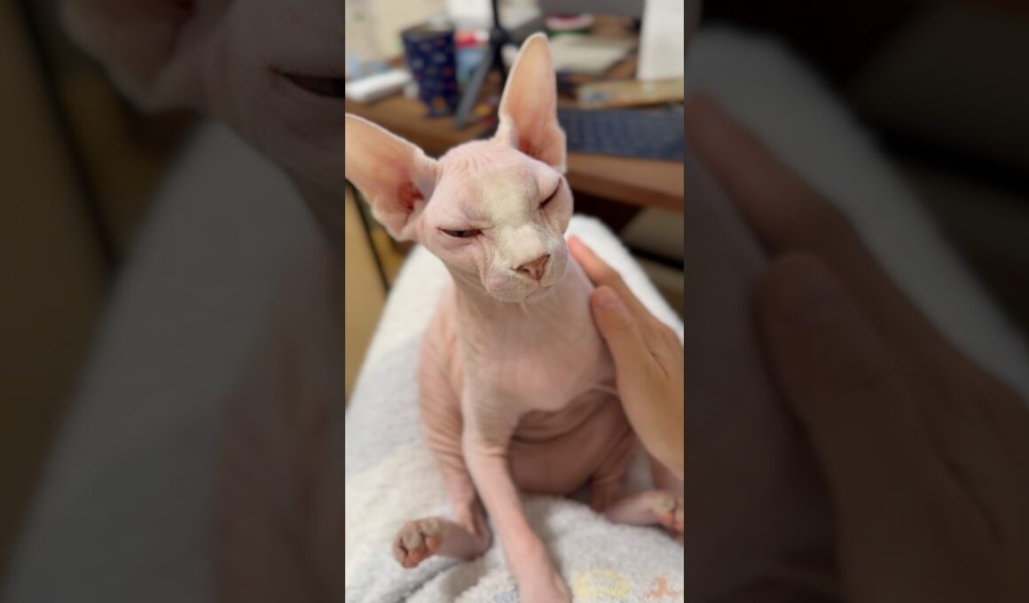 可愛い座り方で甘える猫アレクサンドラ【スフィンクス】