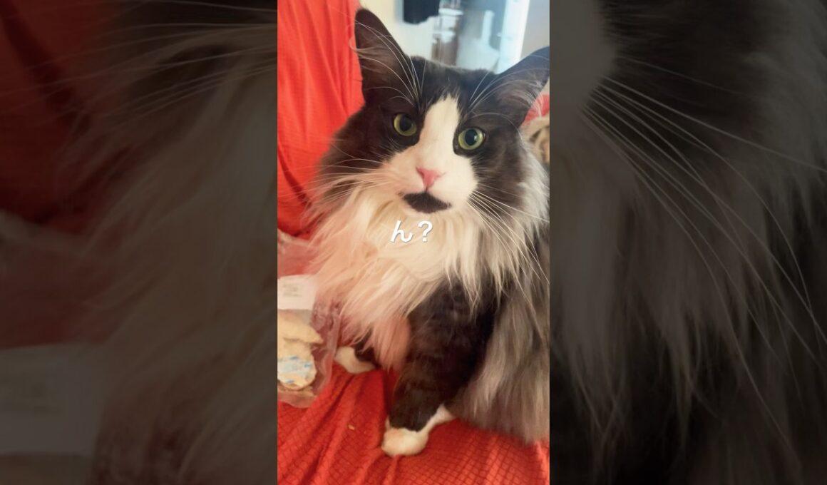 わたしささみほしい#ノルウェージャンフォレストキャット #猫のいる暮らし