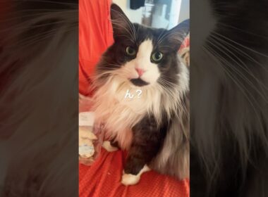 わたしささみほしい#ノルウェージャンフォレストキャット #猫のいる暮らし