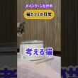 20251125メインクーンだけの【猫カフェの日常】考える猫#cooncat #mainecat #もふもふ