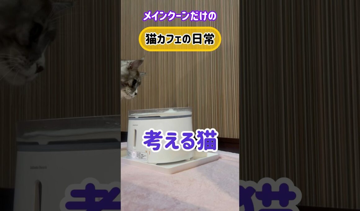 20251125メインクーンだけの【猫カフェの日常】考える猫#cooncat #mainecat #もふもふ