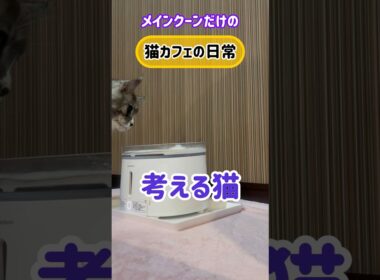 20251125メインクーンだけの【猫カフェの日常】考える猫#cooncat #mainecat #もふもふ
