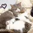 子猫を抱きしめて、まるで親子のような猫たち