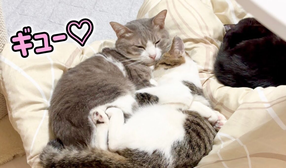 子猫を抱きしめて、まるで親子のような猫たち