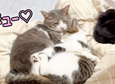 子猫を抱きしめて、まるで親子のような猫たち