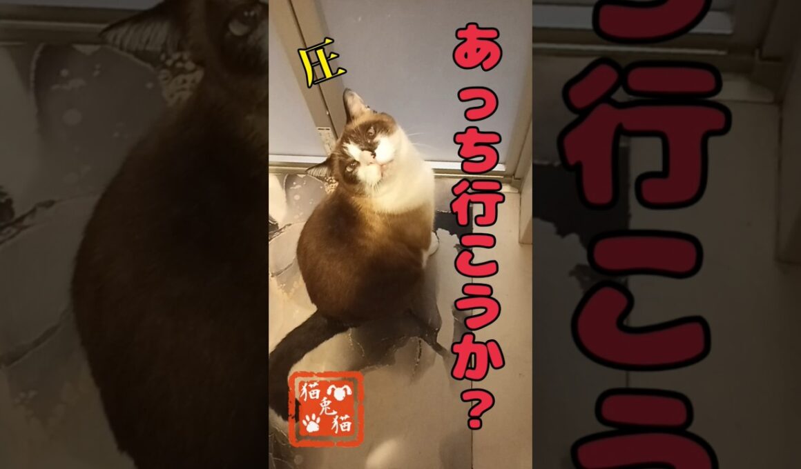 まだ出ないんだよぉ💦オユハラ #tnr #cat #スノーシュー猫 #ねこ #猫のいる暮らし #おっとり猫 #保護猫 #shortvideo #ネコ