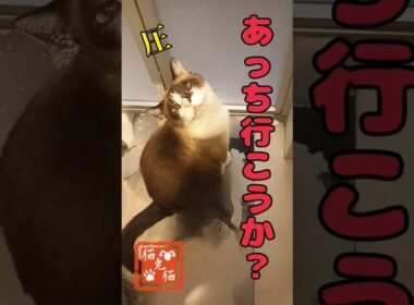 まだ出ないんだよぉ💦オユハラ #tnr #cat #スノーシュー猫 #ねこ #猫のいる暮らし #おっとり猫 #保護猫 #shortvideo #ネコ