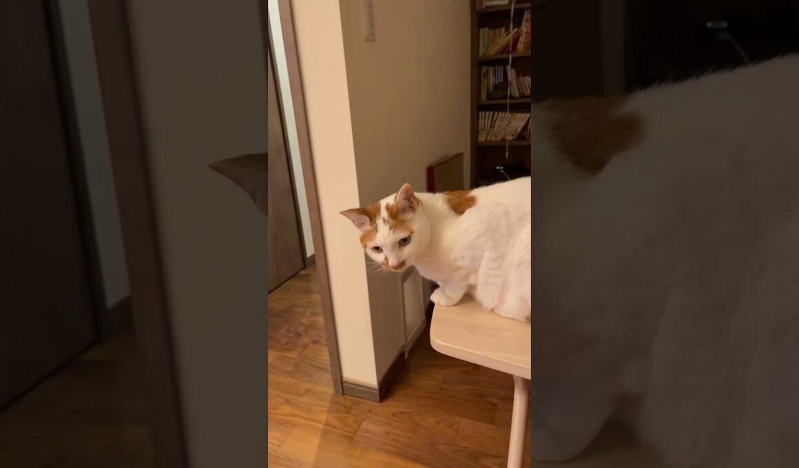 可愛い猫 #cat #日本猫 #保護猫