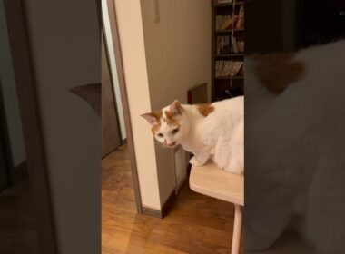 可愛い猫 #cat #日本猫 #保護猫