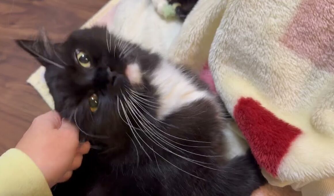 毛布に潜り込む猫　ラガマフィンA cat hiding under a blanket. Ragamuffin