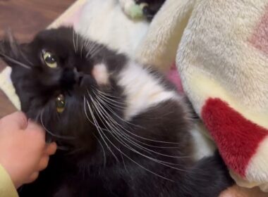 毛布に潜り込む猫　ラガマフィンA cat hiding under a blanket. Ragamuffin