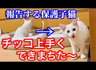 わざわざ報告してくれる保護して間もない子猫が可愛すぎた