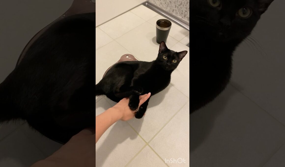 液体な黒猫ボンベイ　#子猫 #cat #bombay #ねこ動画 #ねこ #ねこのいる生活 #ねこのいる暮らし #猫 #かわいい #癒やし #お風呂