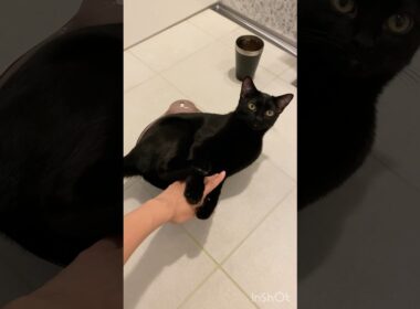 液体な黒猫ボンベイ　#子猫 #cat #bombay #ねこ動画 #ねこ #ねこのいる生活 #ねこのいる暮らし #猫 #かわいい #癒やし #お風呂