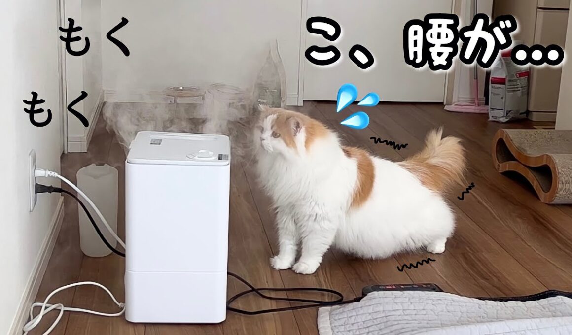加湿器故障で水蒸気が大噴射して腰を抜かしてしまった猫w